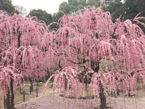 結城神社の梅まつり