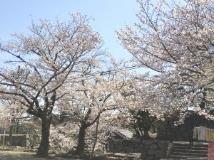 松坂城跡の桜