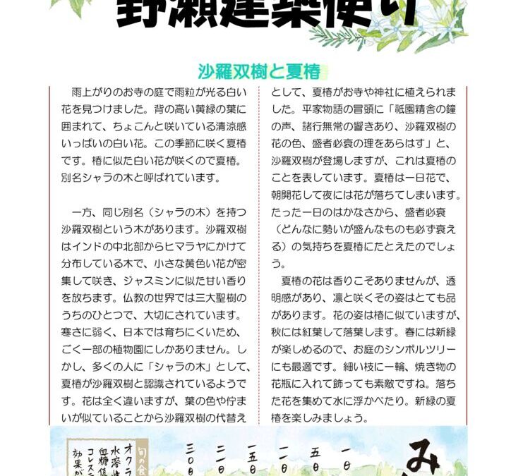 野瀬建築便り 2025年6月号