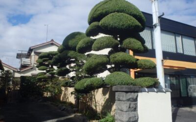 S様邸、茶庭剪定のご依頼